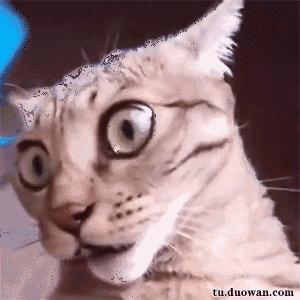 人得了猫癣怎么防止它越长越多 (猫病猫藓)