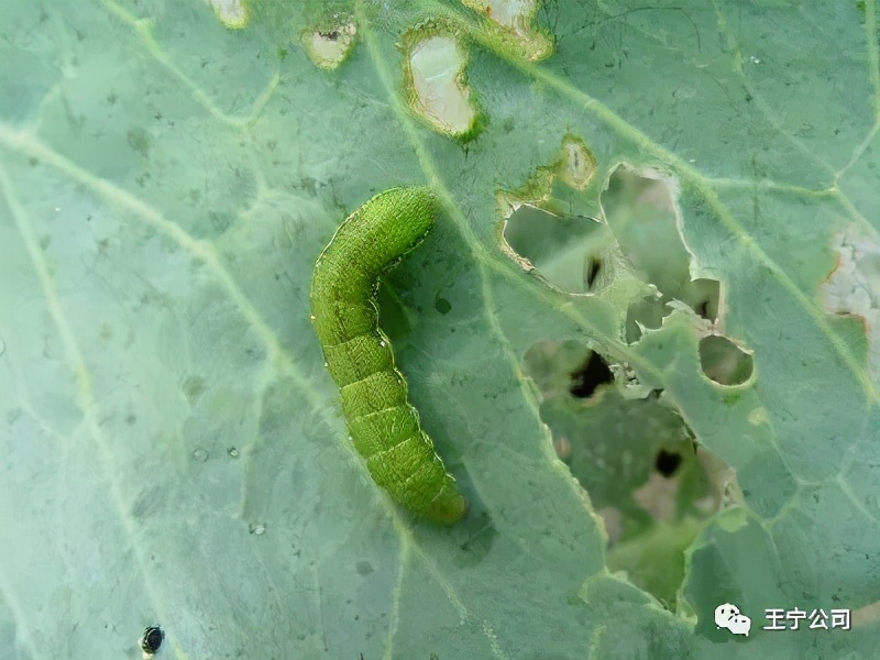 夏播玉米虫害图片大全,玉米虫害图谱高清大图
