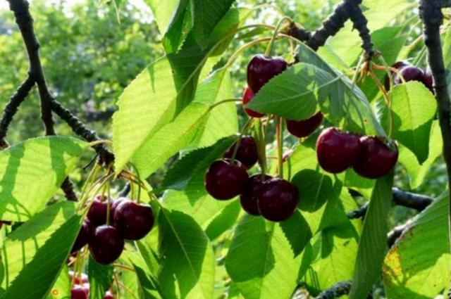 汶川、汉源的车厘子熟了！味道巴适，快去实现“车厘子自由”。