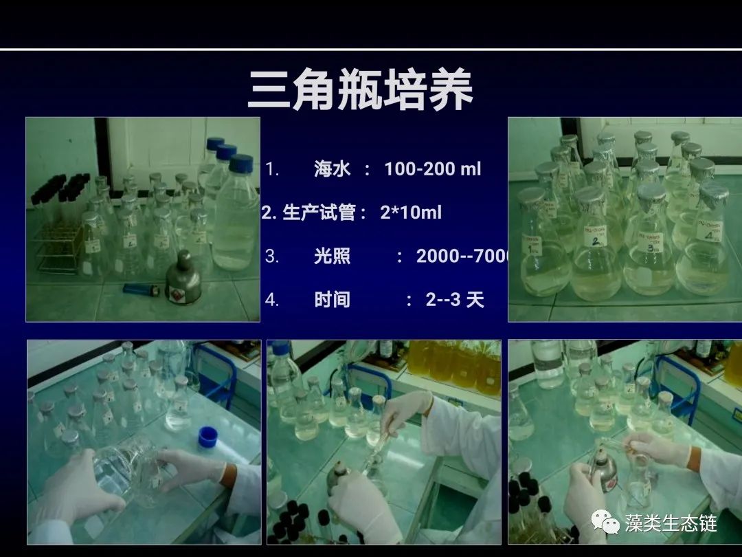 藻类培养课程视频教程,海南藻类生态链
