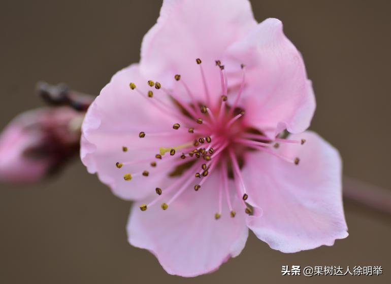 桃养人，可要种好桃，这些桃的特性要了解