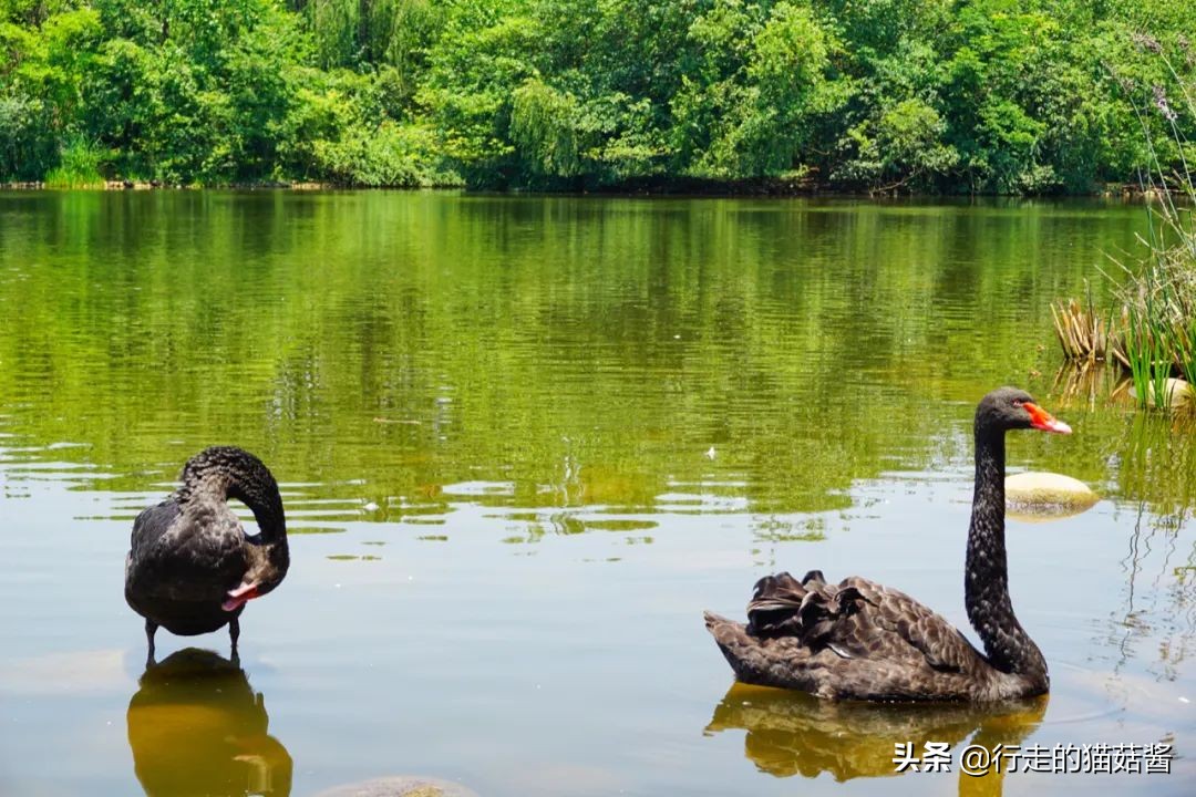 成都，为了吃值得专程来一趟，6处必打卡景点+当地人都爱的美食