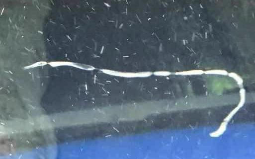 金鱼怎么养及喂养技巧图解,金鱼饲养的小技巧轻松养好金鱼