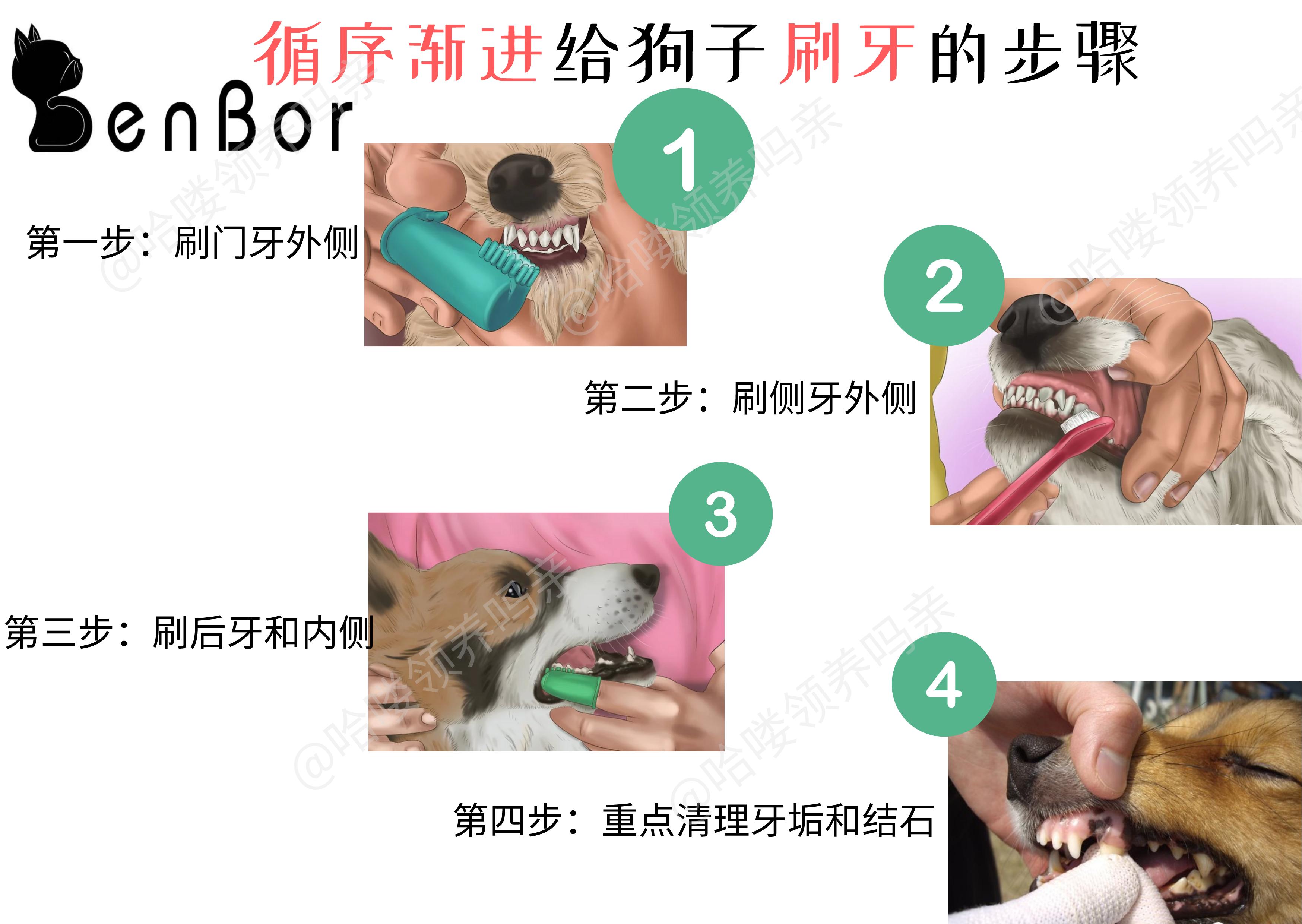 狗狗如何护牙,狗狗怎么护理狗牙