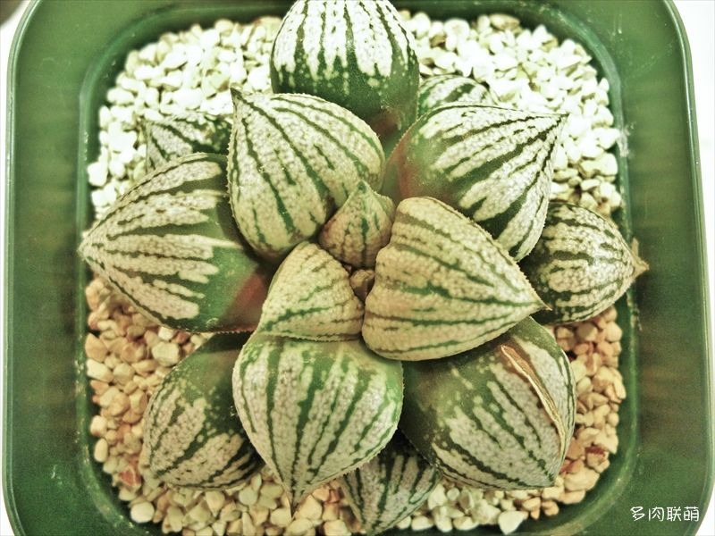 多肉玉露寿的品种图鉴,多肉植物欣赏