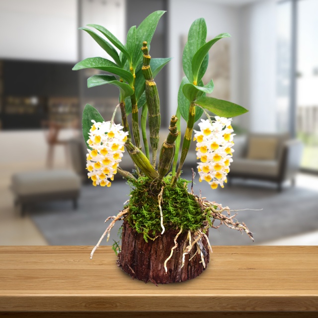 刚上盆的石斛黄叶了是什么原因,石斛叶子黄了是什么原因引起的