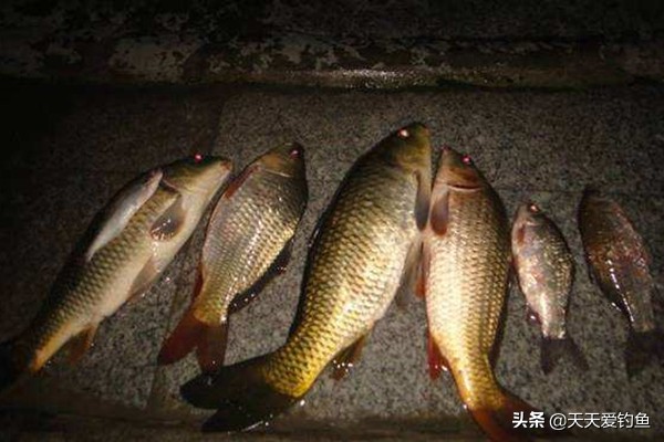 野钓夜钓的五个小窍门,野钓夜钓技巧全攻略
