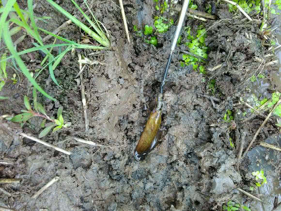 钓黄鳝怎么找洞,钓黄鳝找石头洞的技巧