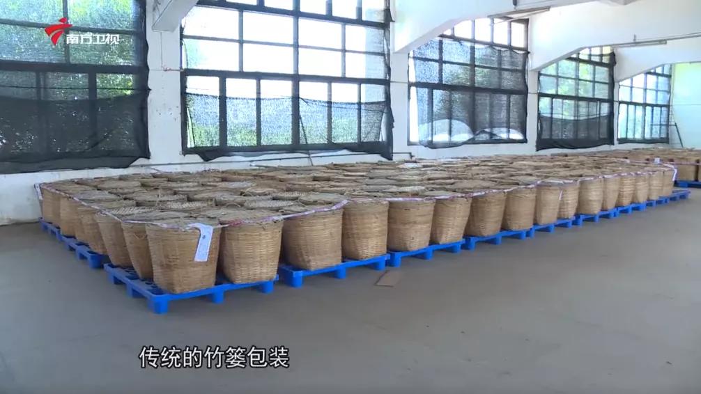 广西上品六堡茶,广西六堡茶业