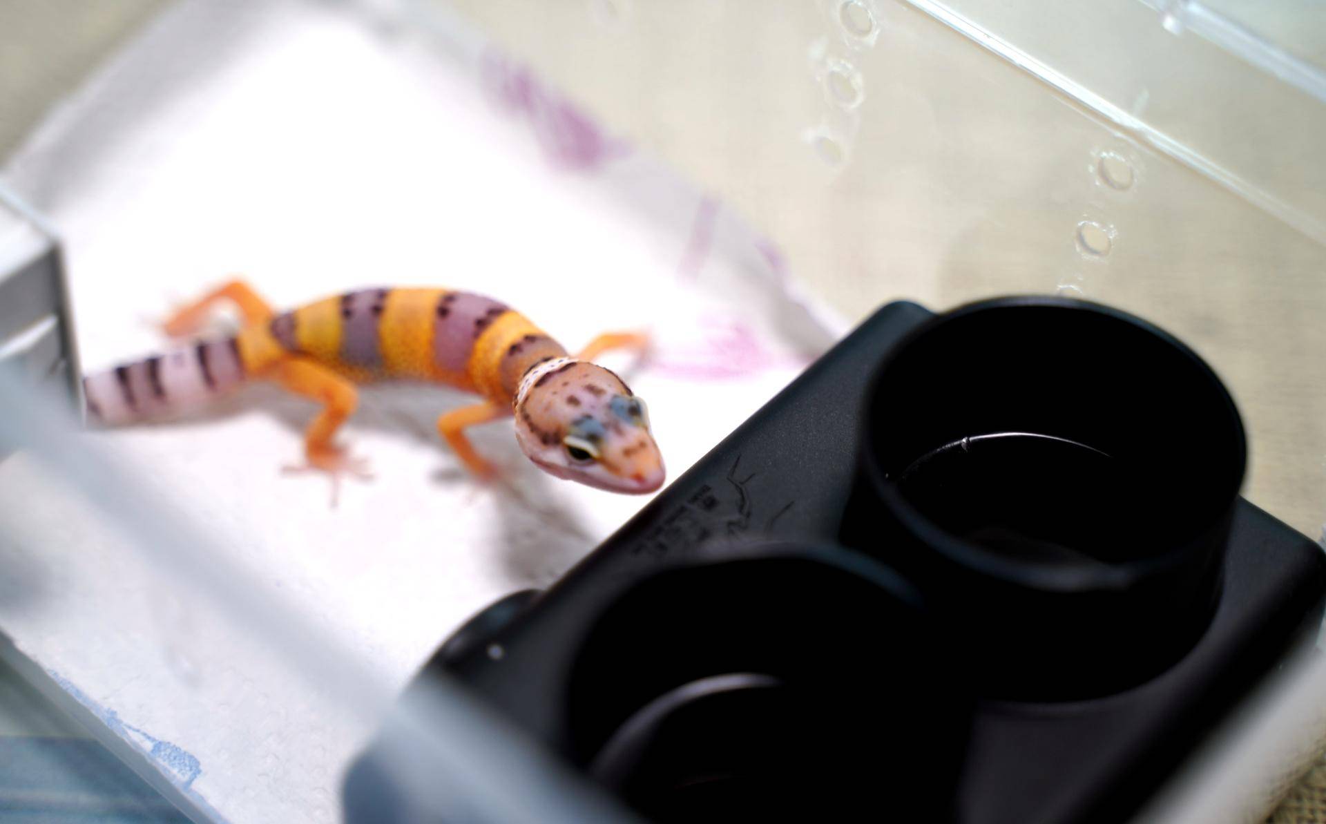 新手如何饲养一只豹纹守宫知乎,如何养好一只豹纹守宫