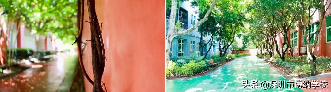 深圳南山这所宝藏国际学校，带你去打卡