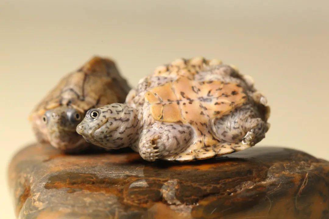 蛋龟可以混养吗,蛋龟排名