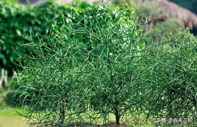 光棍树养殖方法,招财光棍树怎么样扦插