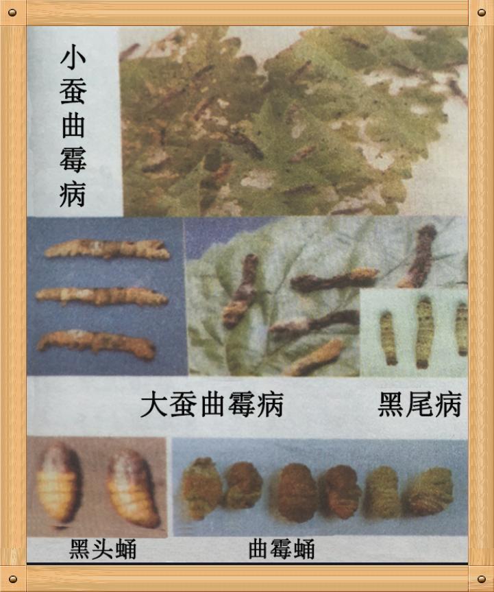 家蚕真菌病,家蚕病害的研究