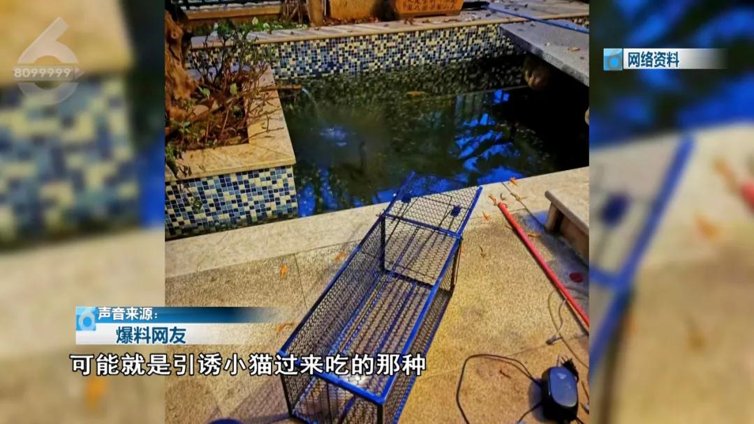 残忍至极！铁笼诱捕小猫水中溺毙，全程直播