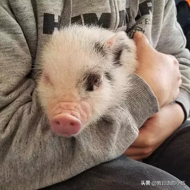 日本咖啡馆小猪馆 (日本首家小猪咖啡店受欢迎)