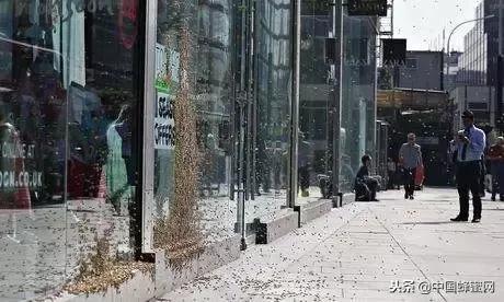 蜜蜂死亡在箱内怎么处理,蜜蜂死亡后如何消毒