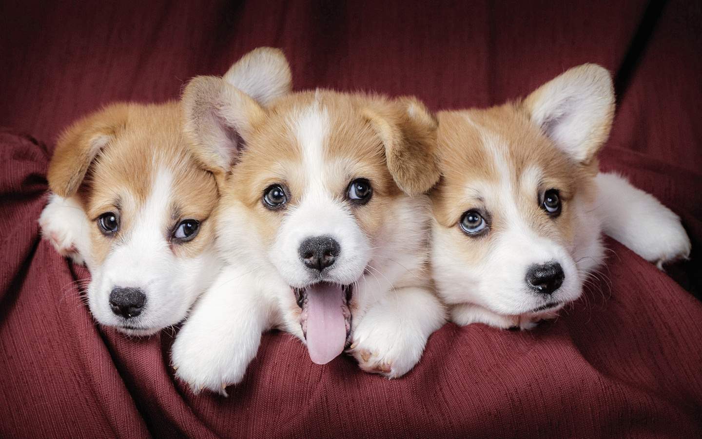 柯基宝宝小短腿柯基,短腿柯基长腿柯基