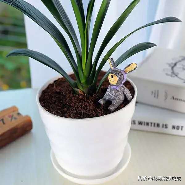 怎样才能使君子兰油光发亮,如何养君子兰叶子翠绿油光发亮