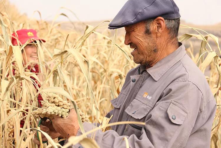 米脂小米最好的牌子是哪个,延安小米好还是米脂小米好