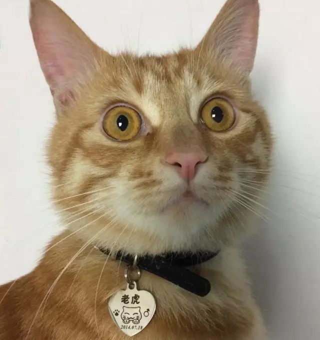 用动物做品牌宣传要版权吗,人工制作小动物宣传