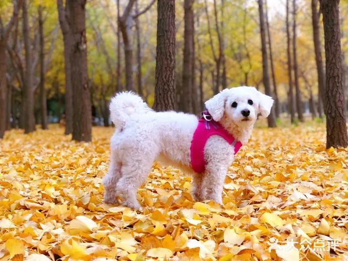 北京哪些公园可以带狗进入游玩,北京适合带宠物玩的地方推荐