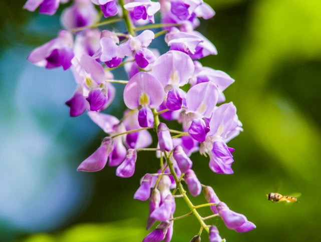 紫藤花种子发芽了怎么种植,大型紫藤花种植方法视频