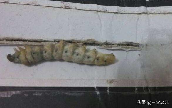 家蚕脓病用什么药治疗有效果,蚕血液性脓病最佳治疗方法