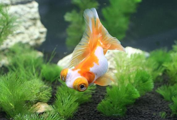 2023年养什么观赏鱼有前景,观赏鱼的市场前景