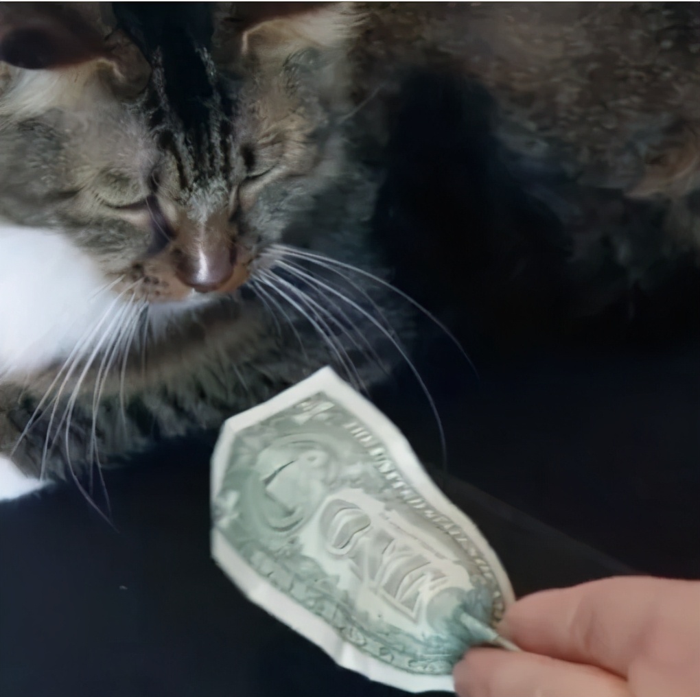 招财猫美国,招财猫可以招财