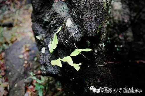 融水千亩桃花竞相盛开,融水2020桃花赏花时间表