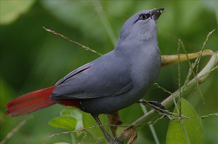 东江揽胜,惠州淡水常见鸟类图谱