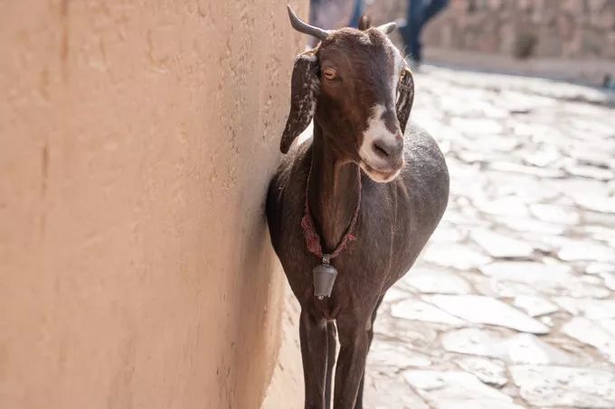 印度最豪华的电影院,印度粉红色之城