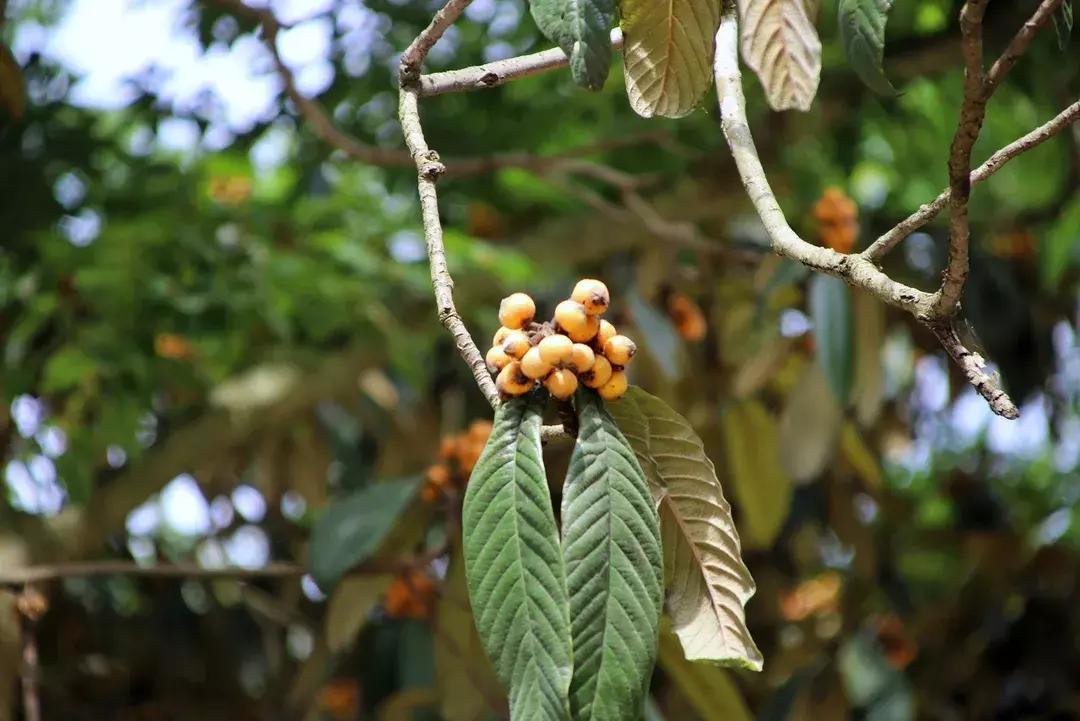 惊险刺激的飞拉达,刺激的飞拉达