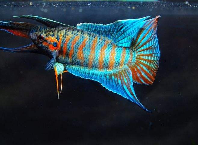 想养鱼要用加热棒吗,想养鱼又没有鱼缸