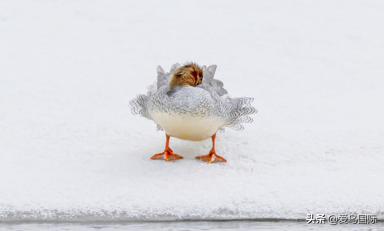 躁动的繁殖季节2021观鸟大年五月精华作品集