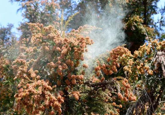 日本花粉症吃什么药,日本人为什么容易得花粉症