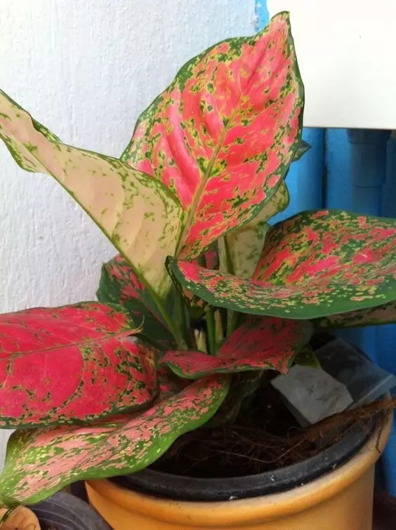 好看的皇后植物,皇后花卉名称