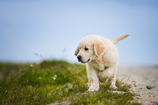 金毛牙龈上为什么会长肿瘤？这是很严重的吗？应该如何处理？