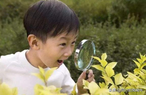 小壁虎断尾巴的生活常识,小壁虎断尾自救是什么常识