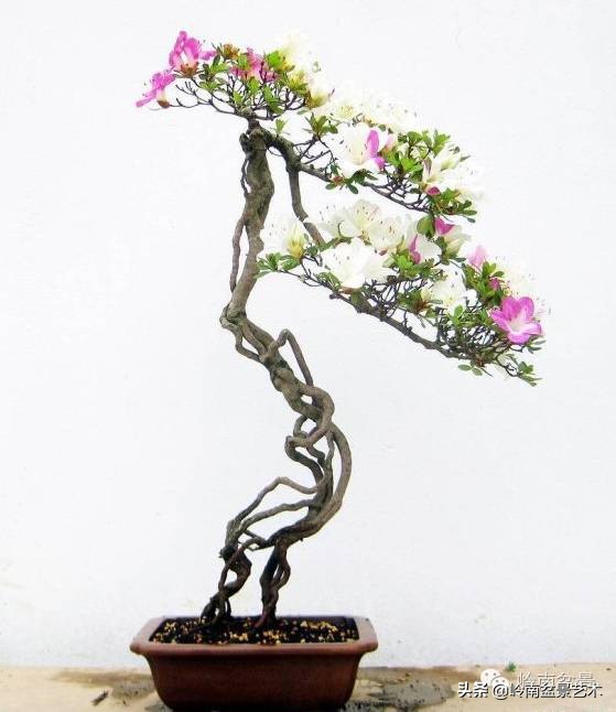 以根代杆下细上粗式盆景图片,十种适合吊着养的盆景