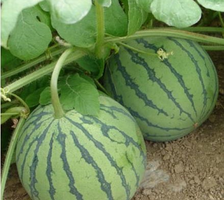 露天麒麟瓜的种植间距,麒麟瓜吊蔓种植技术