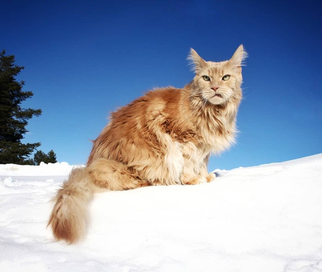缅因猫这么温顺怎么在野外生存,缅因猫和狸花猫能不能好好相处