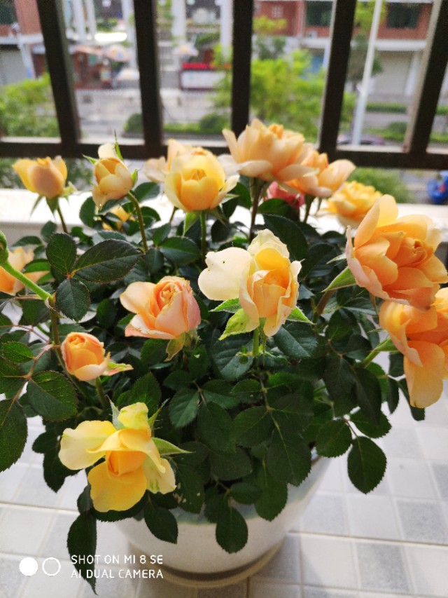 孕妈2个月吃什么药,孕妈3个月前保胎吃什么保健品