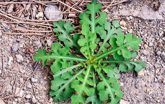 农家黄瓜的功效,黄花菜的功效与作用
