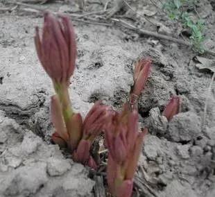 三月最适合种什么花？照着下面养准不会错！好养又好看，满屋飘香