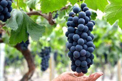 什么葡萄最好吃口感好,怎么挑可口脆的葡萄