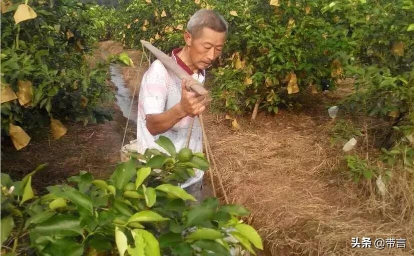 用它美白、泡水、蘸料、拌菜、防虫、擦油腻都好用啊！