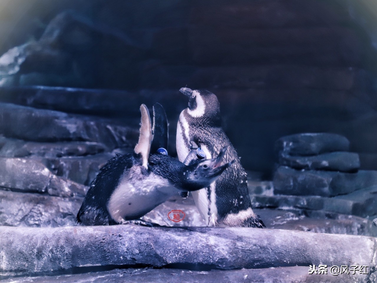 上海新地标丨海昌海洋公园一日游园玩法攻略