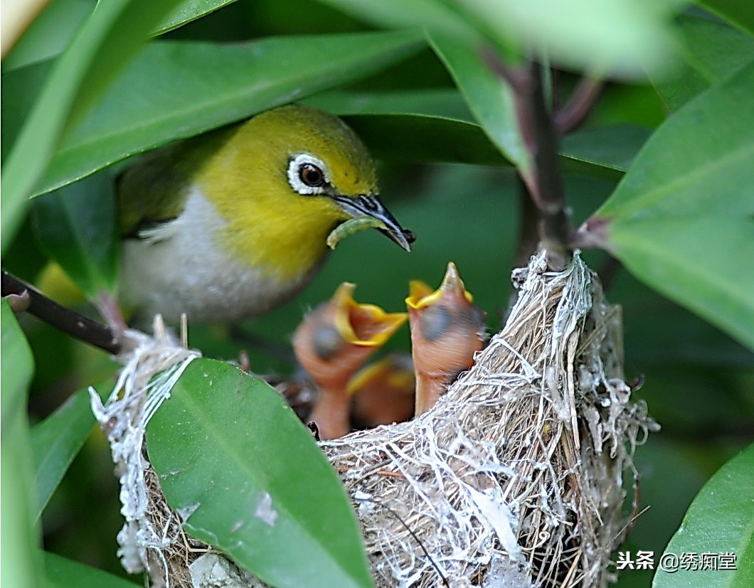 管理养鸟,养鸟的人每天是怎么管理的